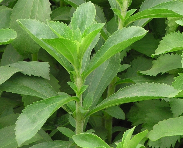 Stevia Online günstig kaufen